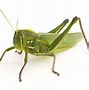 Image result for Cricket Like Insect