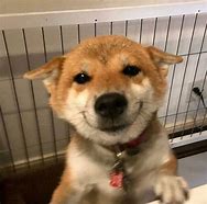 Image result for Oh My Doggo
