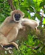 Image result for Macaco Muriqui