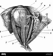 Image result for Muscles in Eye