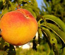 Image result for Peach Color Free Line