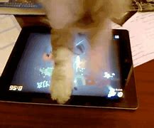 Image result for Galaxy Kitty GIF