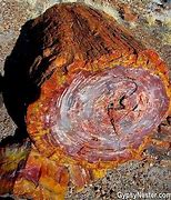 Image result for Petrified Tree Trunk