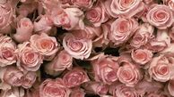 Image result for Vintage Rose iPhone Wallpaper