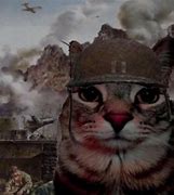 Image result for War Cat Meme