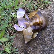 Image result for Squished Snail