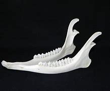 Image result for Clean Deer Skull Jaw