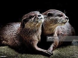 Image result for Bearded Otter Love