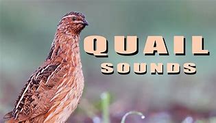 Image result for Quail Sounds