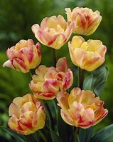 Tulipa Cream Upstar కోసం చిత్ర ఫలితం
