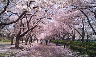 Image result for Osaka Mint Cherry Blossom