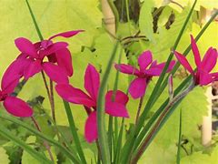 Image result for Rhodohypoxis milloides Claret