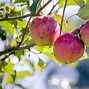 Image result for apples trees variety