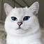 Image result for Cute Cat White Ears