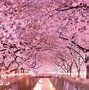 Image result for Pink Tree Wallpaper