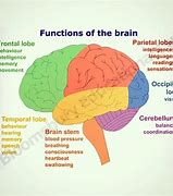 Image result for Brain Anology