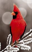 Image result for Cardinal Wallpaper