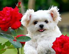 Image result for Cutest Backgrounds in the World