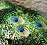 Image result for Colorful Peacock Feather