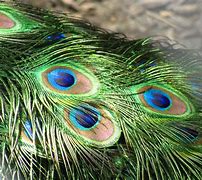 Image result for Feather Wallpaper