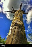 Image result for Bouy Upside Down in Tree