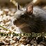 Image result for Rat Feses