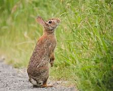 Image result for 6 Foot Tall Rabbit