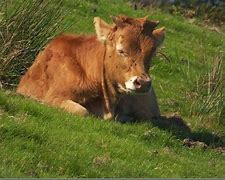 Image result for Albanian Cattle