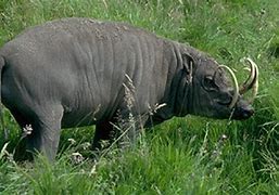 Image result for babirusa