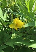 Image result for Paeonia ludlowii