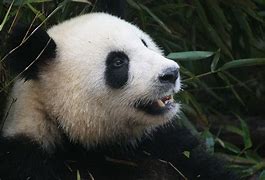Image result for Panda Gigante