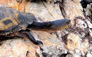 Image result for Acanthochelys Chelidae