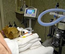 Image result for Dog Anesthesia Recovery Time
