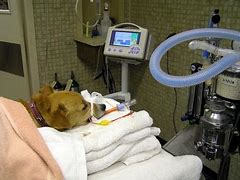 Image result for Anesthesia Recovery for Dogs and Cats