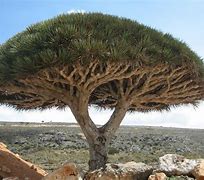 Image result for Pittacium Tree