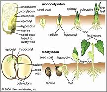 Image result for Dicots Literal Bud