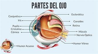Image result for Anatomia Del Ojo