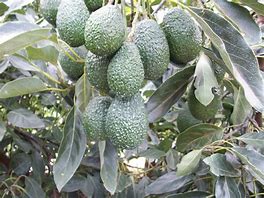 Image result for aguacatero
