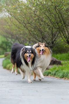 Rough Collie`s family by zhao hui / 500px | Rough collie, Dog breeds, Dogs