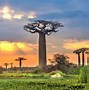 Image result for African Tree of Life