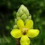 Image result for Verbascum thapsiforme