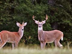 Image result for Whitetail Deer Bones