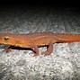 Image result for Newt Lizards