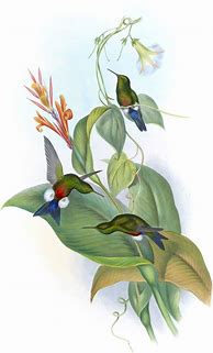 Image result for Eriocnemis Trochilidae