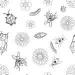 Image result for Insect Sketch
