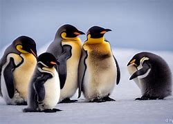 Image result for Emperor Penguin so Obese