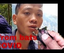 Image result for What Animals Eat Bats
