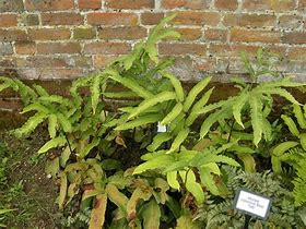 Image result for Dryopteris sieboldii