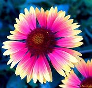 Image result for Really Cute Flowers