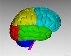 Image result for Human Brain Wallpaper